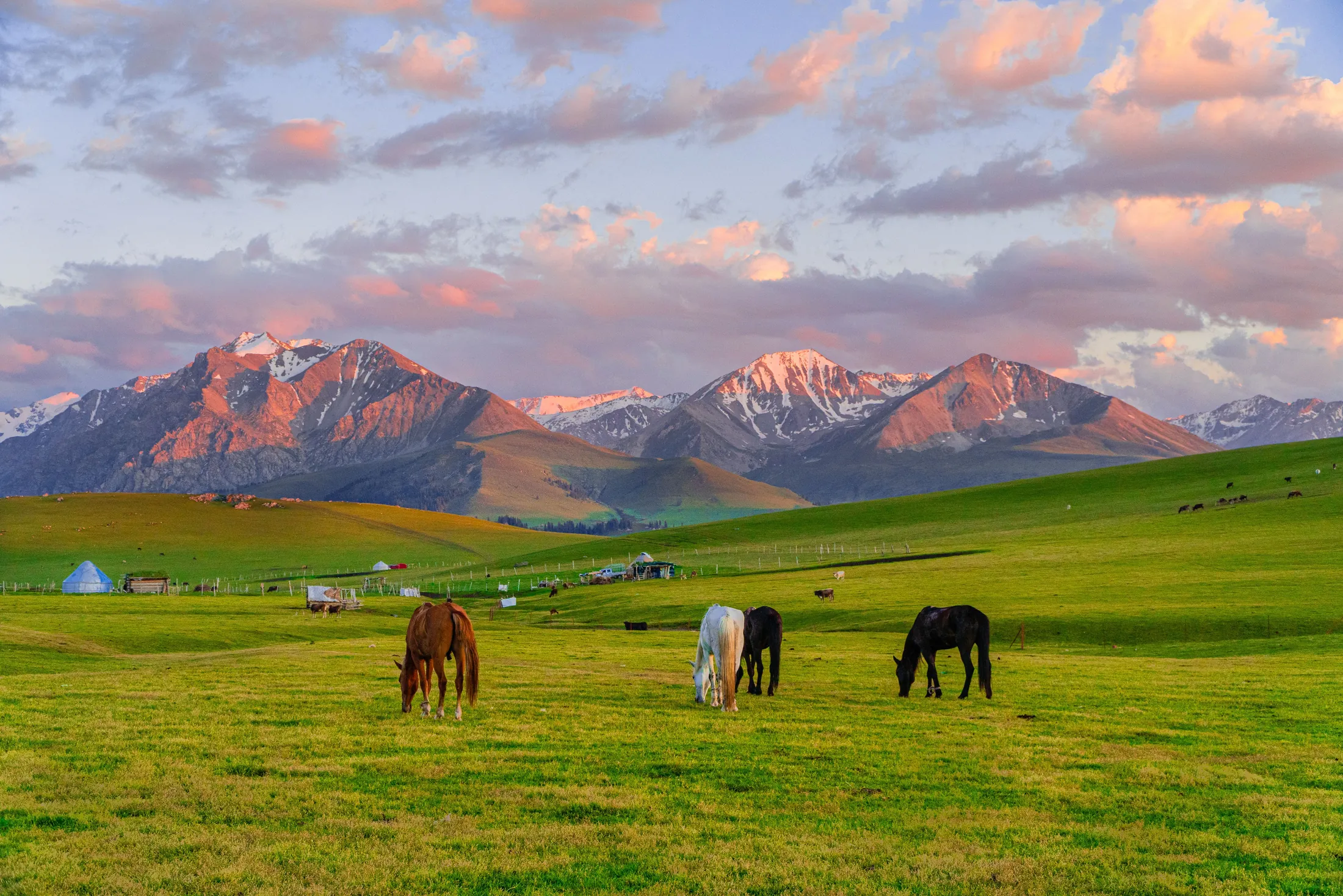 Horses grazing on a green pasture below pink-lit mountains